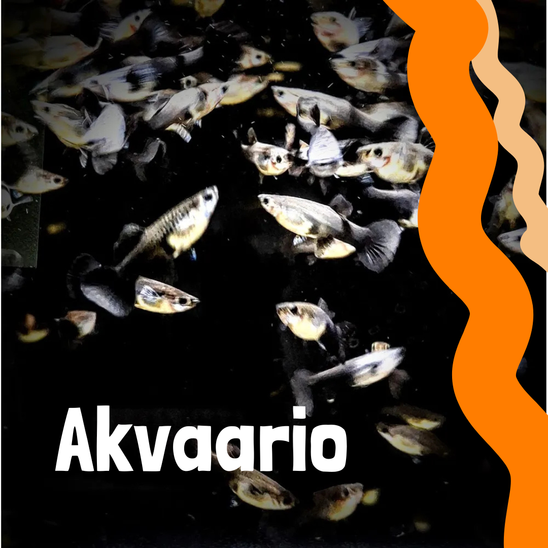 Akvaarioon