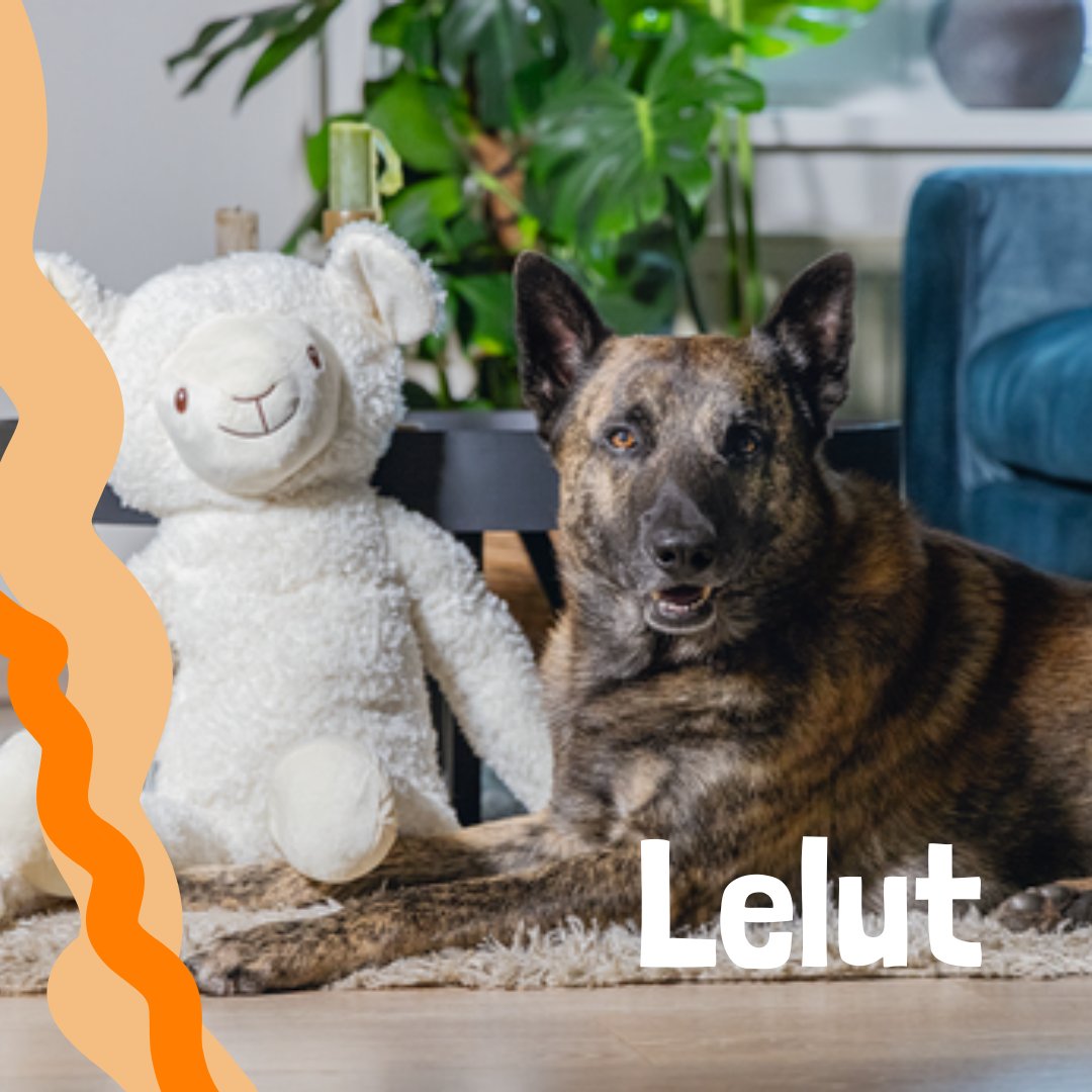 Koirien lelut