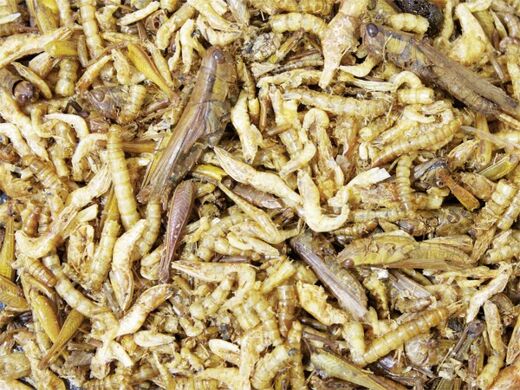 JR-Special Jyrsijän proteiini-cocktail 10g