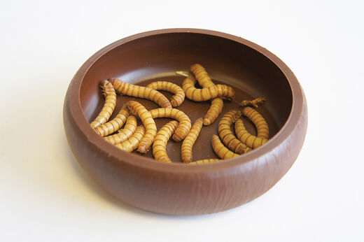 Komodo Mealworm Dish kuppi