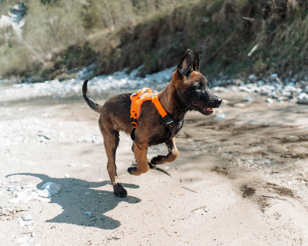 Non-stop Ramble Harness - Vihreä