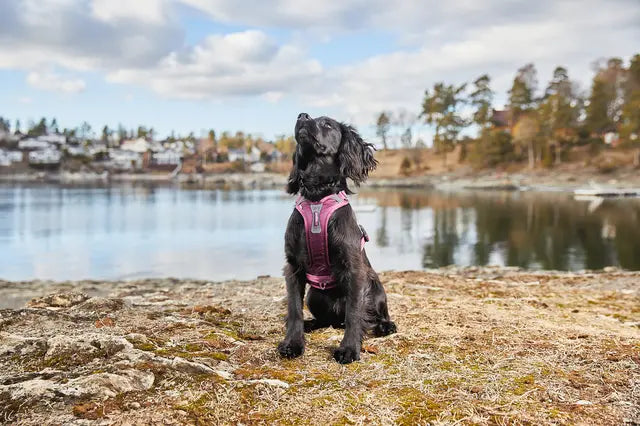 Non-stop Ramble Harness - Purple