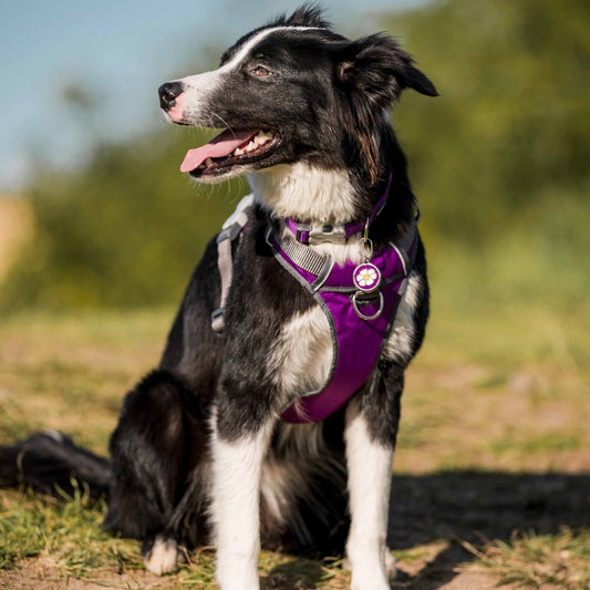 Red Dingo pehmustettu valjas, liila