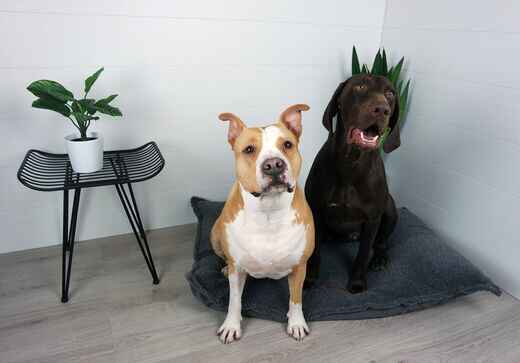 Luxus Hattelmala pörrötyyny tummanharmaa L