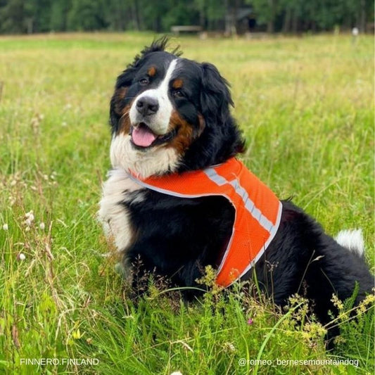 FinNero Atte koiran huomioliivi, oranssi