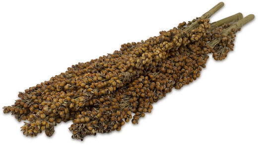 JR-farm Dari cob - Durratähkä 100g