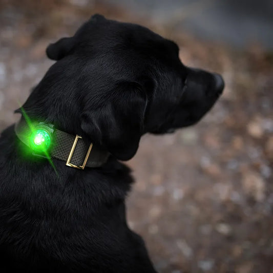 Orbiloc Dual turvavalo, turkoosi