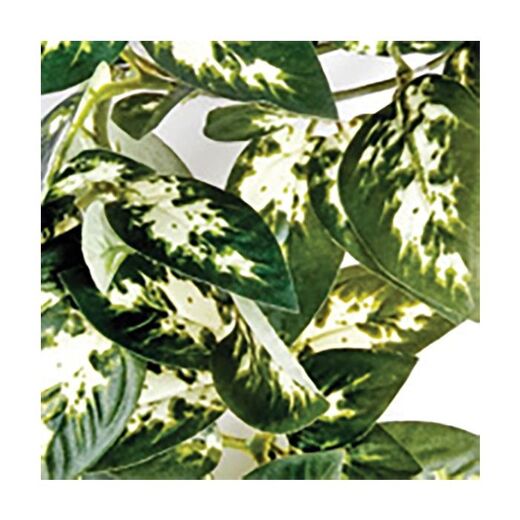 Komodo Borneo roikkuva köynnös 23 cm