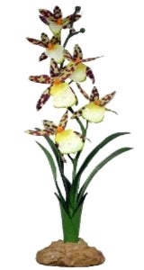Komodo Terraariokasvi Spider Orchid 40cm