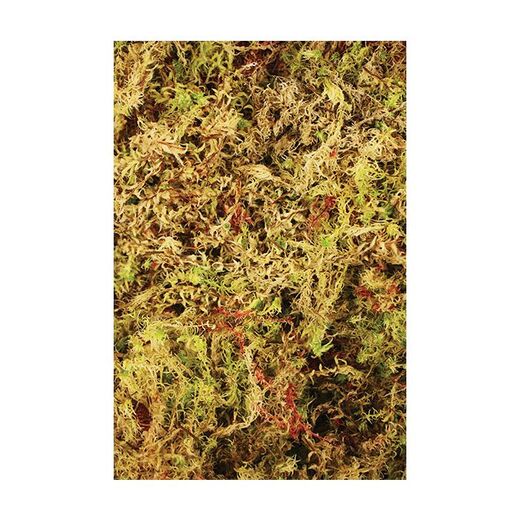 Komodo Habitat Moss Compact Brick 20x10,5x1,5cm