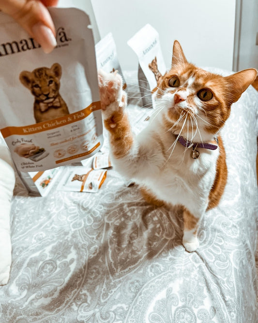 Amanova Cat Kitten Kana & kala 85g