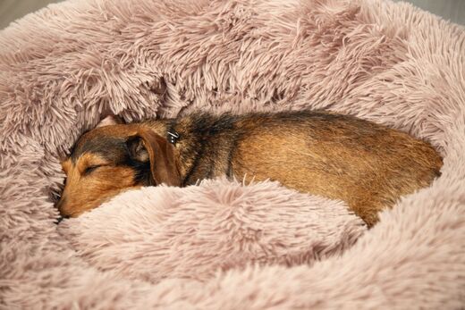 Beeztees Yali pörröpeti 60cm, beige