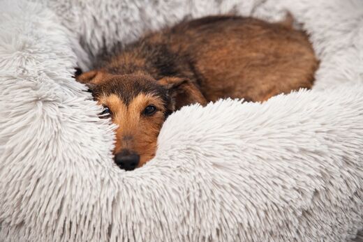 Beeztees Yali pörröpeti 50cm, harmaa