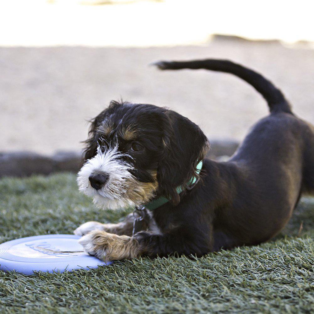 Kong Puppy Flyer - Frisbee, S