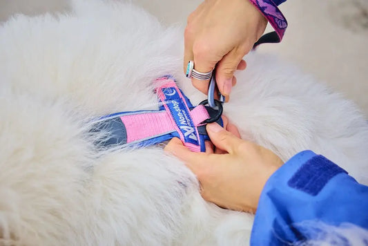 Non-stop Line Harness 5.0 Rachel Pohl Edition - Pink/Purple