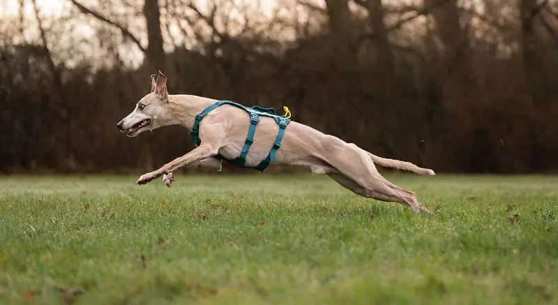 Non-stop Ramble Harness Long - Sinivihreä