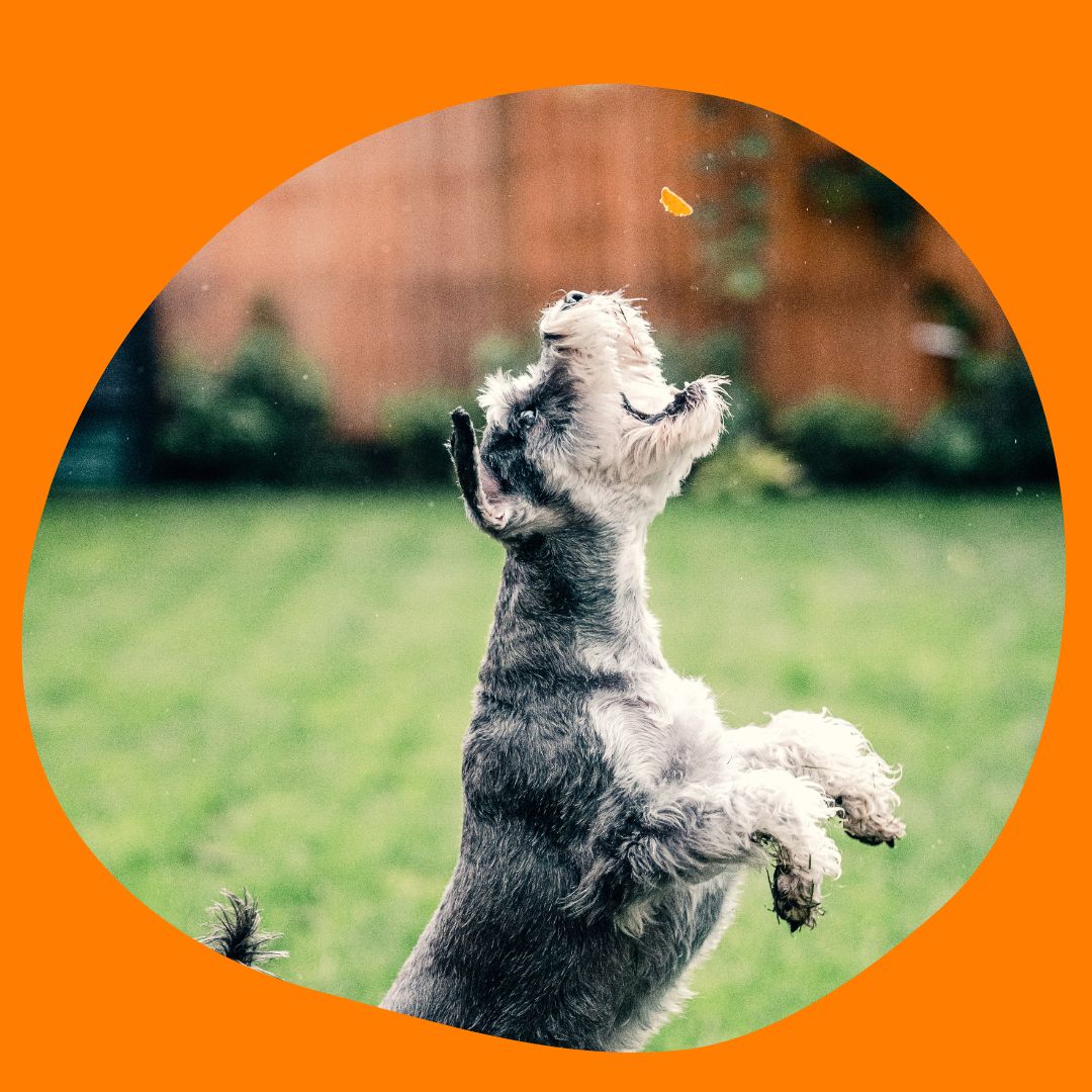 Koirien herkut ja luut