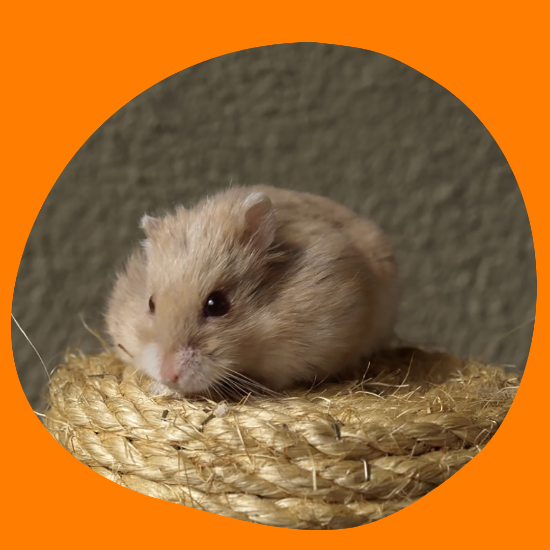 Pieneläinten ruoat ja herkut