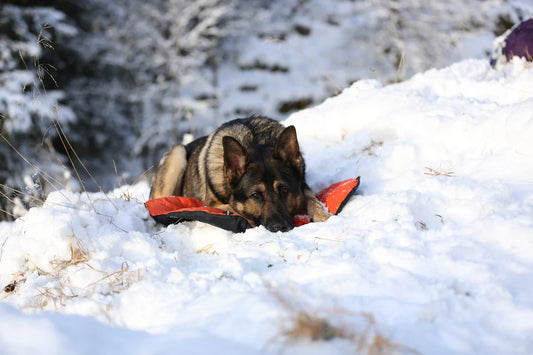 Non-Stop Protector bivvy bed - retkipeti koiralle