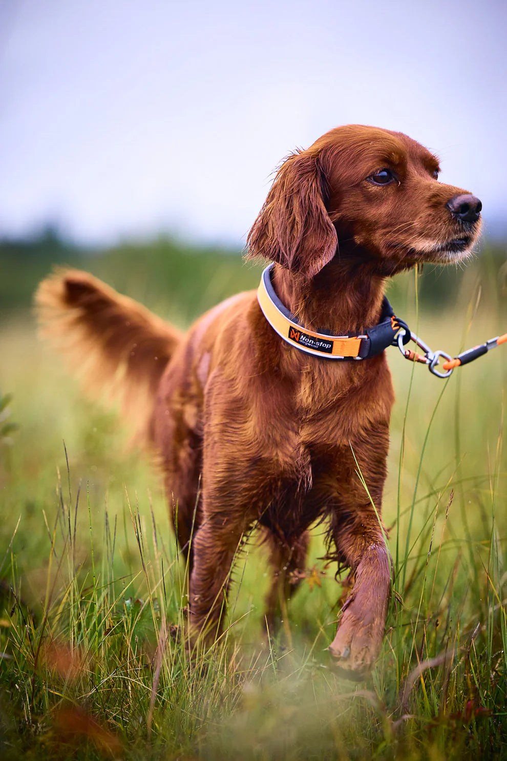 Non-Stop Protector collar, turvapanta koiralle