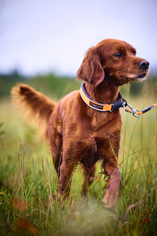 Non-Stop Protector collar, turvapanta koiralle