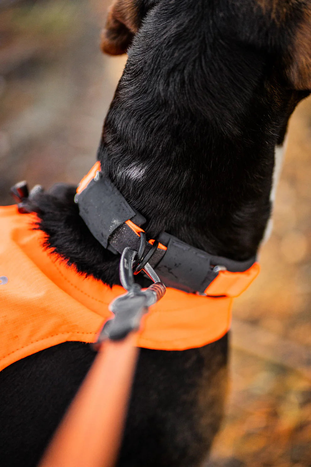 Non-Stop Protector collar, turvapanta koiralle