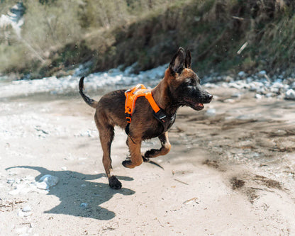 Non-stop Ramble Harness - Vihreä