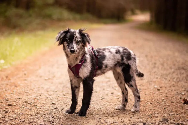 Non-stop Ramble Harness - Purple