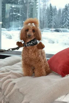 Rukka Pets Cube hound collar vinttikoirapanta