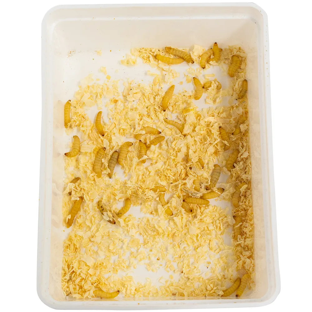 Vahakoisan toukka, Galleria Mellonella