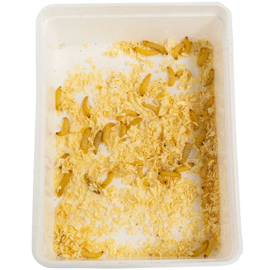 Vahakoisan toukka, Galleria Mellonella
