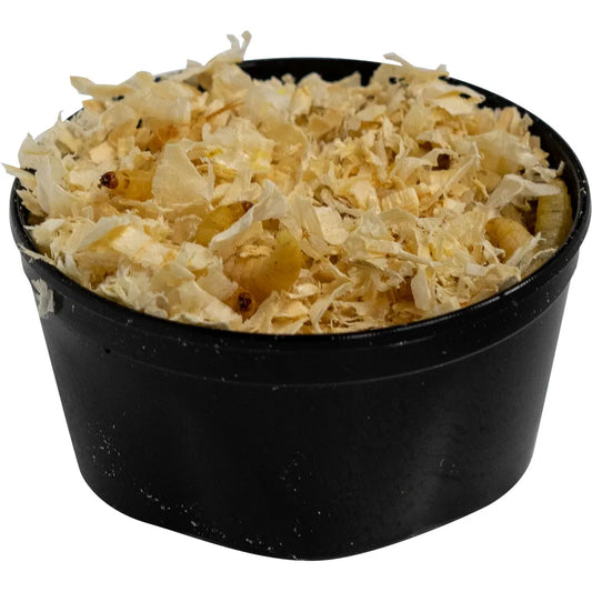 Vahakoisan toukka, Galleria Mellonella