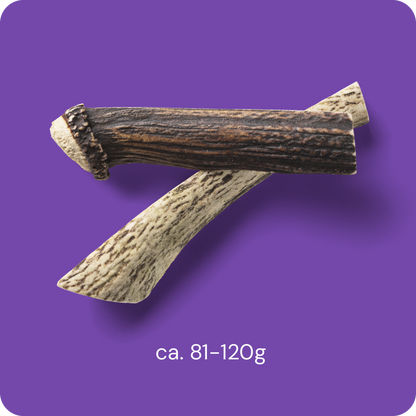RAUH Split Antler L - halkaistu peuran sarvipala