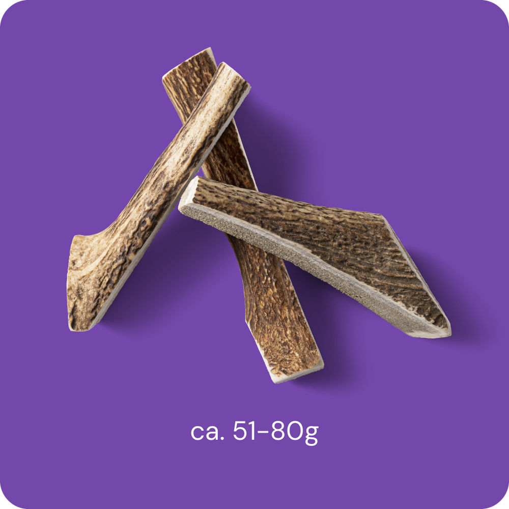 RAUH Split Antler M - halkaistu peuran sarvipala