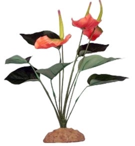 Komodo Terraariokasvi Anthurium Bush 29cm