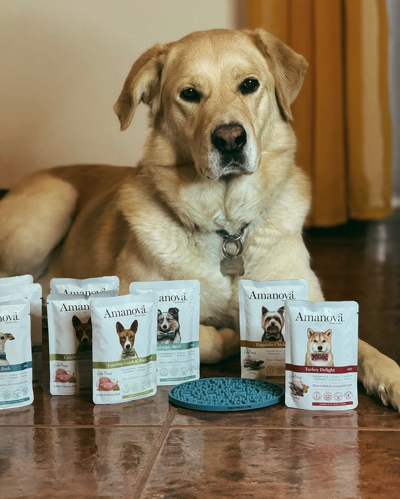 Amanova Dog Adult Delight Kalkkuna 100g