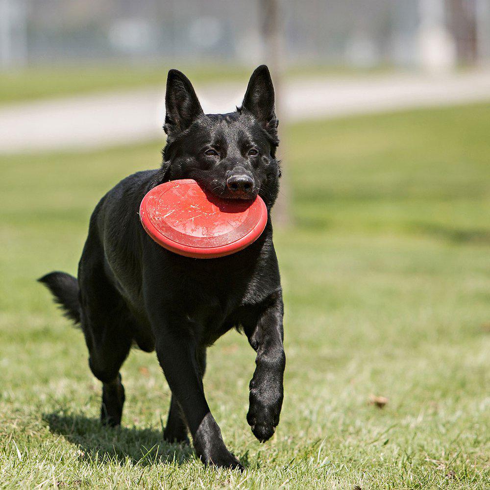 Kong Flyer - Frisbee