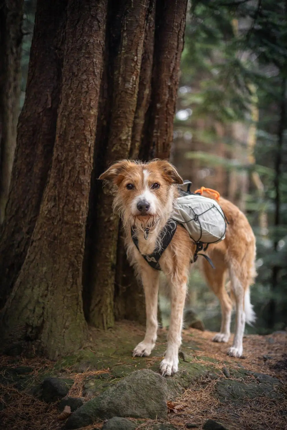 Non-stop Trail light dog backpack - koiran reppu