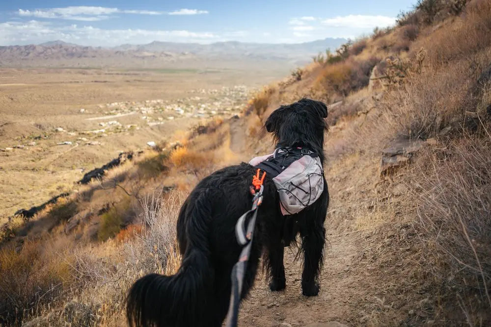 Non-stop Trail light dog backpack - koiran reppu